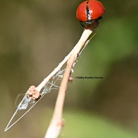 A lady beetle prepares for take-off in a Vacaville pollinator garden. (Photo by Kathy Keatley Garvey)