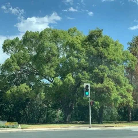 shade from one tree can reduce surface temperatures of urban hardscapes more than 60 degrees F