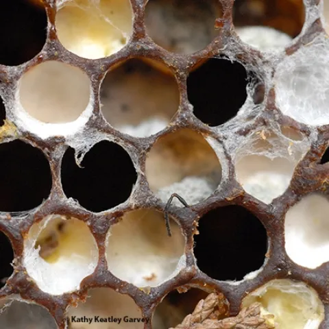 Close-up image of cells in an abandoned hive; colony collapse disorder suspected. Note the bee antenna near the center. And the mold. (Photo by Kathy Keatley Garvey)