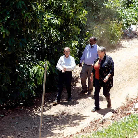 Ali Montazar, Oli Bachie and Glenda Humiston walk beside an avocado orchard.