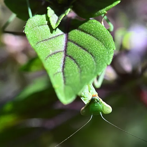 A praying mantis, a Stagmomantis limbata, hides beneath an African blue basil leaf in a Vacaville pollinator garden. (Photo by Kathy Keatley Garvey)