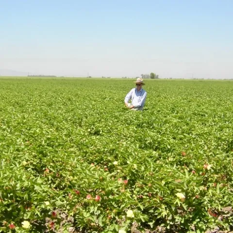 Bill Weir standing waist high in a cotton field at bloom.