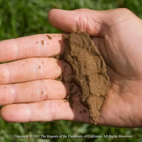 Medium-textured soil is the ideal, Jack Kelly Clark, UC ANR