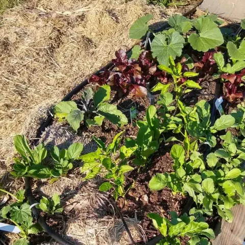 No Till vegetable garden 3 weeks after planting, Cheryl Cozad