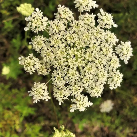 Queen Annes Lace. photos by Melinda Nestlerode