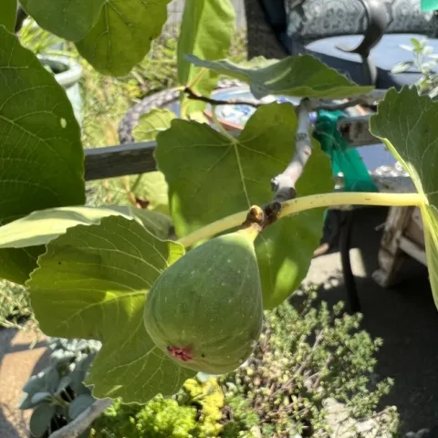 Our fig. photo by Kathy Craig