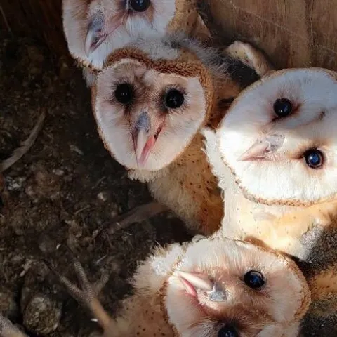 Four barn owls looking up