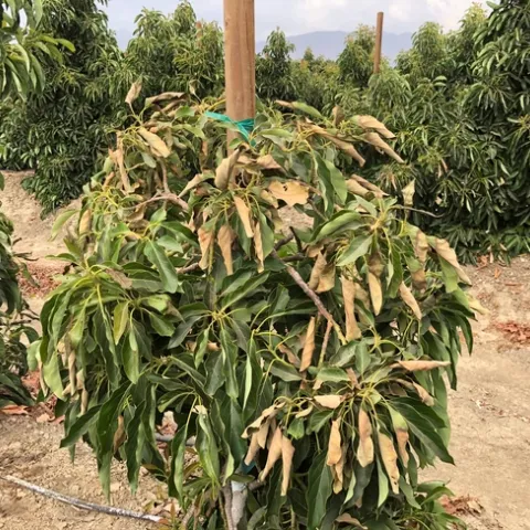 heat damage gem avop