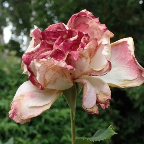 photo by Pat Matteson