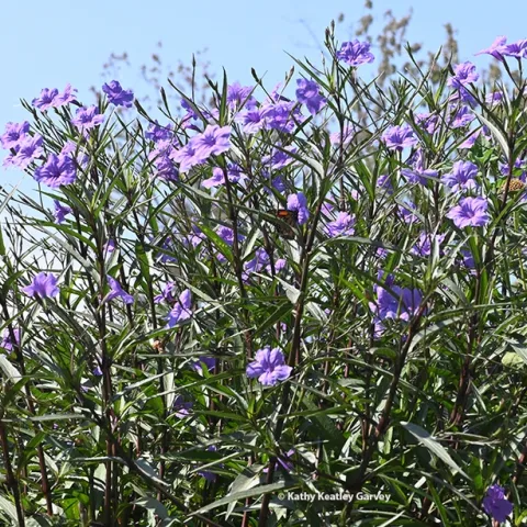 Find the monarch! A monarch stopped to nectar in a Mexican petunia patch Sept. 15 in a Vacaville pollinator garden. (Photo by Kathy Keatley Garvey)