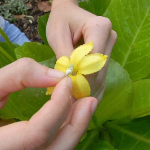 Changing the Approach - Center for Plant Conservation (saveplants.org)