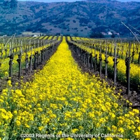 Image of mustard as cover crop