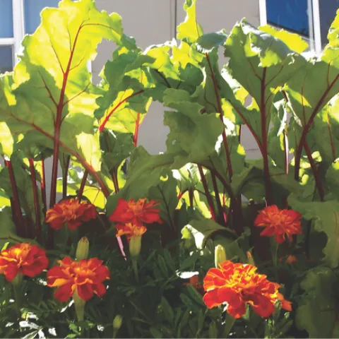 Beets and marigolds enjoy a sunny day