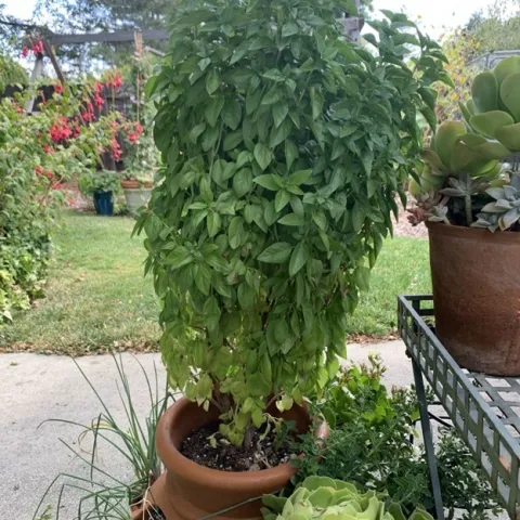 Everleaf Emerald Towers Basil. photos by Ruth Clawson