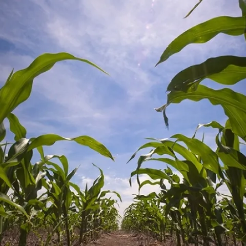 Cornroot worms will be discussed at the UC Davis Department of Entomology and Nematology's first seminar of the fall season. Speaker is assistant professor Nicholas "Nick" Miller of Illinois Institute of Technology, Chicago. (Photo of cornfield courtesy of Wikipedia)