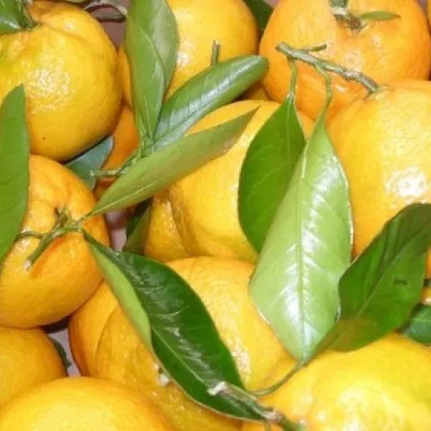 mandarins with leaves