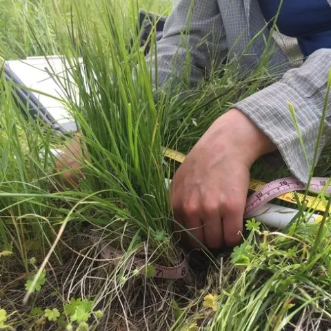 Researcher uses tape to measure a grass clump