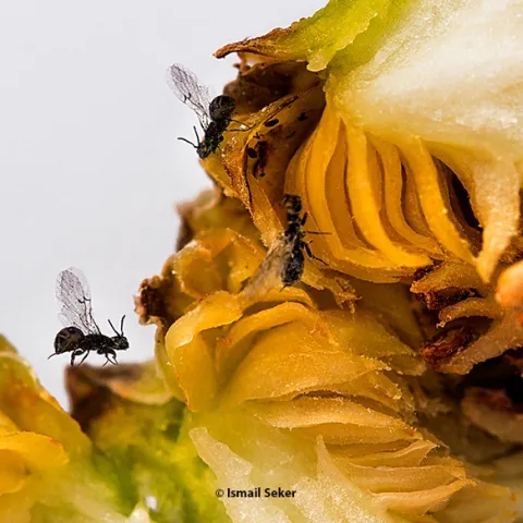 This image, taken in Turkey, shows fig wasps. (Photo by Dr. Ismail Seker)