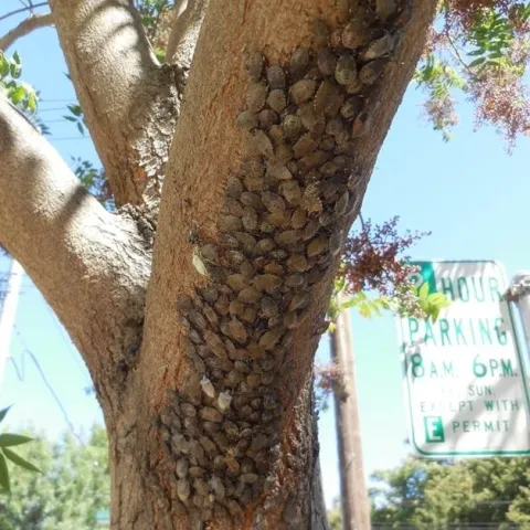 Brown marmoratted stinkbug