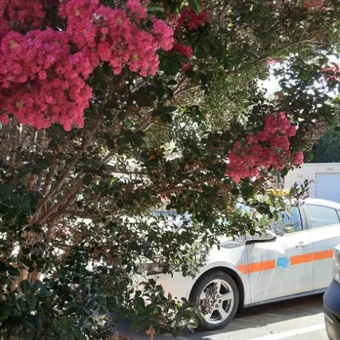 Photo by Phyllis Molnar