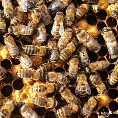 Close-up of honey bees in a spring colony. (Photo by Kathy Keatley Garvey)