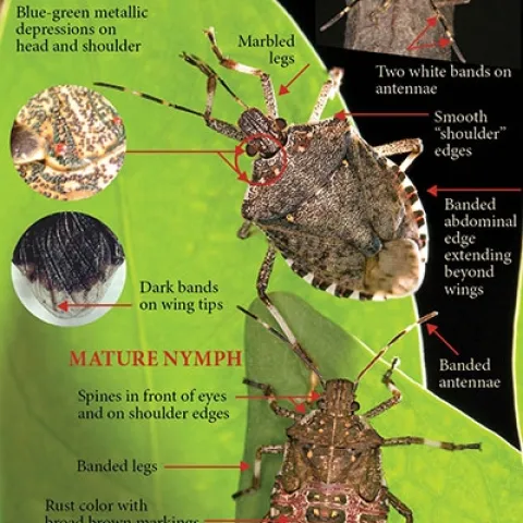 Features of brown marmorated stink bugs. [Credit: Steve Jacobs, PSU]