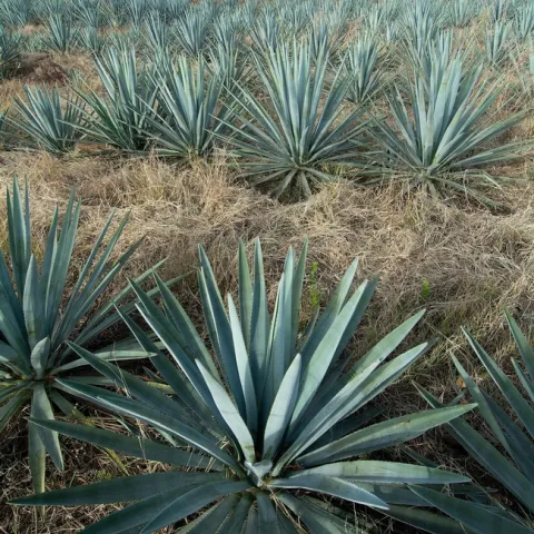 UC Davis estudiará si el agave puede ser un cultivo tolerante a la sequía y sustentable para California. Fotografía por Stephan Hinni on Unsplash