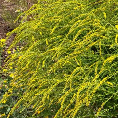 California goldenrod, Fireworks, Jeanette Alosi