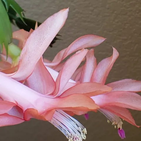 Pink Holiday Cactus Flower