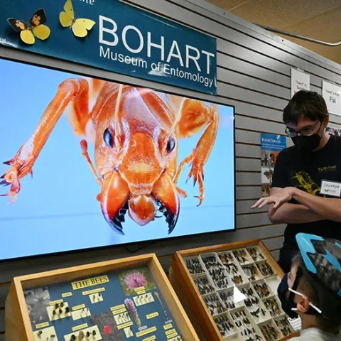 An image of a Jerusalem cricket flashes on the screen as postdoctoral researcher Severyn Korneyev, a Ukrainian entomologist who studies flies, answers questions from visitors. He studies at UC Davis and at the California Department of Food and Agriculture. (Photo by Kathy Keatley Garvey)