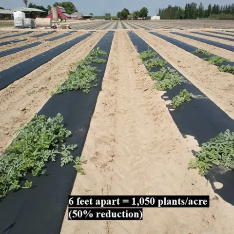 Watermelons planted under 6 feet apart