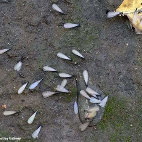 Termites newly emerged from the soil