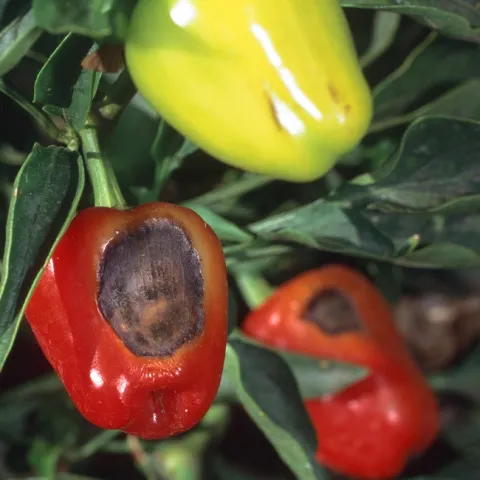 Sunburned bell pepper with a necrotic spot