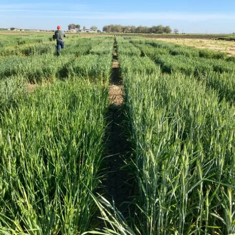 2022 UC Variety Trial (Fresno Location)