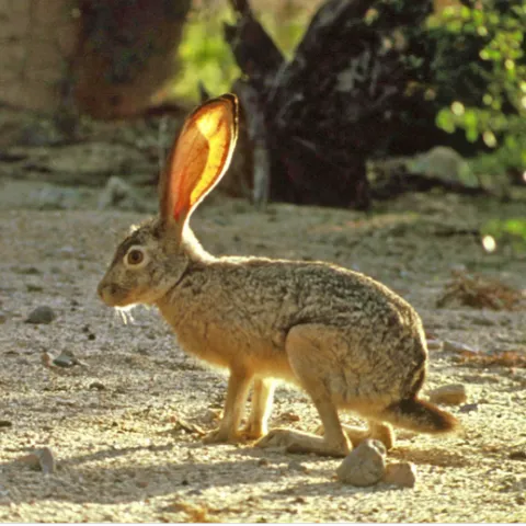 A black-tailed jackrabbit, also known as a hare. [Credit: US Fish and Wildlife Service]