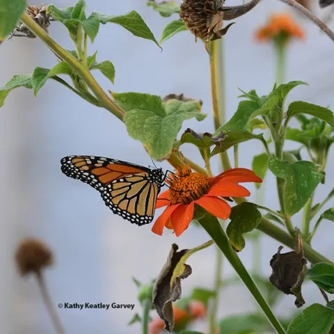 A male monarch arrives Oct. 3 to nectar Mexican sunflower, Tithonia rotundifola, in a Vacaville pollinator garden. (Photo by Kathy Keatley Garvey)