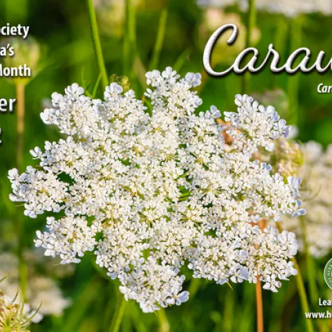 October 2022 HOM Caraway