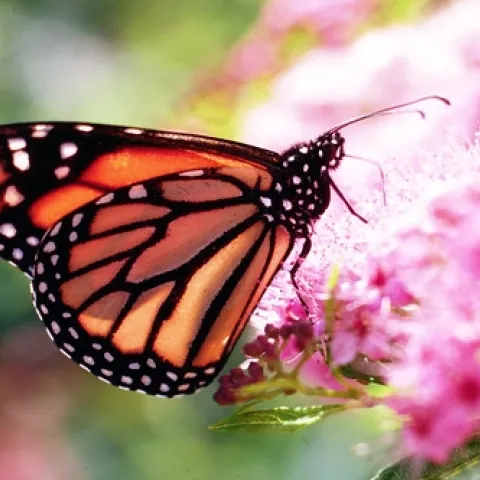 Bright orange and black butterfly against a pink flower and blue sky background.