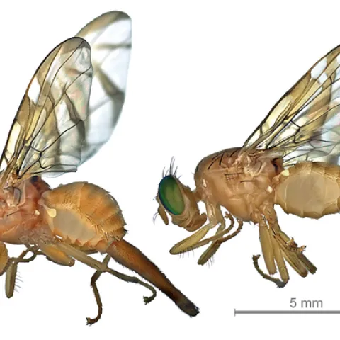 Lateral view of Mexican fruit fly, Anastrepha ludens: female (left) and male (right) by Jorge Valdez, Colegio de Postgraduados, Mexico. (Wikipedia image)