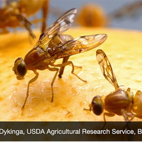 The Mexican fruit fly is a serious pest of grapefruit and mango.