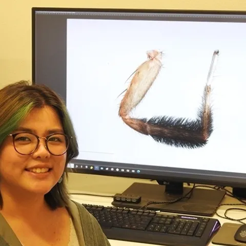 Megan Ma of the Jason Bond lab is a researcher and a scientific illustrator. (Photo by Kathy Keatley Garvey)