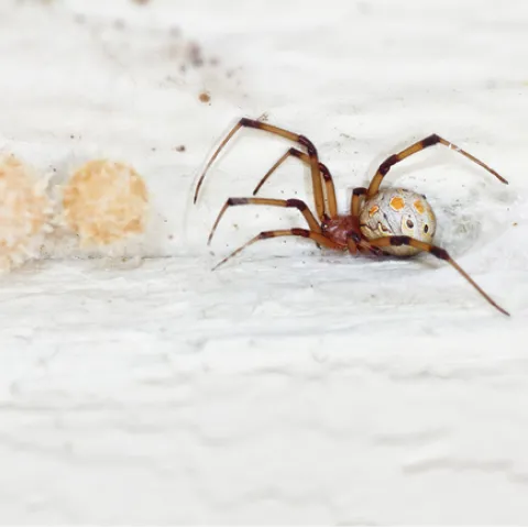 Adult brown widow spider with egg sacs. Photo by Mike Lewis, CISR.