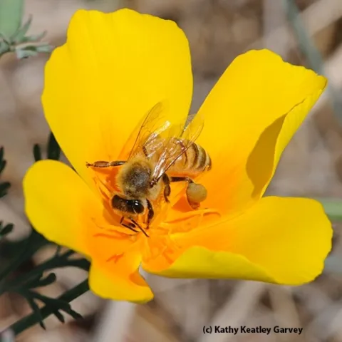 A honey bee foraging on a California golden poppy, the state flower. (Photo by Kathy Keatley Garvey)