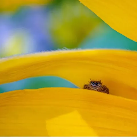 Most spiders, like this jumping spider, prefer to hide from people. [Credit: Dustin Hume, Unsplash]