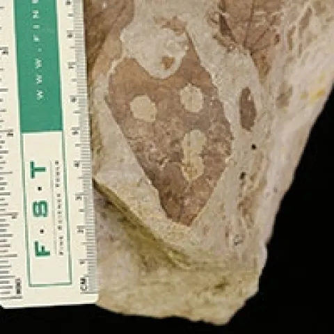 This fossilized leaf from Wyoming’s Hanna Basin, about 54 million years old, shows insect-damage. (Photo by Lauren Azevedo-Schmidt)