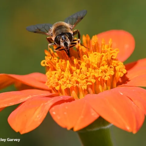 A drone fly, Eristalis tenax, nectaring on a pumpkin-orange Mexican sunflower, Tithonia rotundifola. (Photo by Kathy Keatley Garvey)