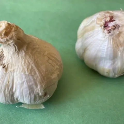 One hardneck and one softneck garlic