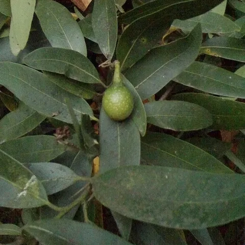 Umbellularia Fruit