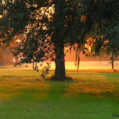Sunlight Under a Live Oak Tree by Old Shoe Woman is licensed under CC BY-NC-SA 2.0.