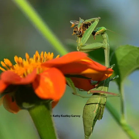 A gravid praying mantis, Stagmomantis limbata, dines on a honey bee in a Vacaville pollinator garden. (Photo by Kathy Keatley Garvey)